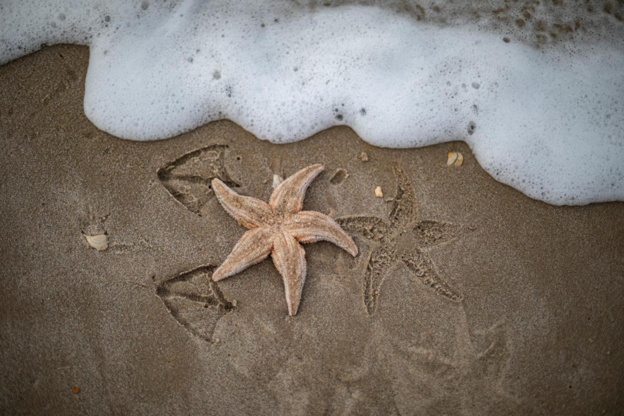 Strandstudio'S Camperduin Схорл Экстерьер фото